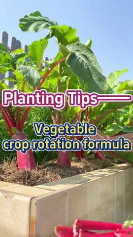 #garden #gardening #gardening101 #gardeningtips #planting #farming #agriculture #vegetablegarden 