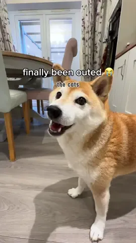 secrets out. 1 dog a day keeps the doctor away 😉 