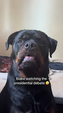 IM CRYING 🤣😭 #rottweilersoftiktok #rottweiler #PetsOfTikTok #rottiesoftiktok #rottie 