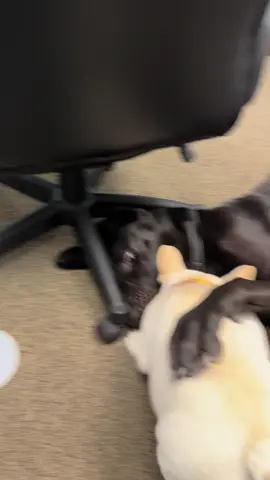 Stanley and Bagel 💕 #frenchie #tiktokviral #viral #wednesday #BestFriends #getafrenchietheysaid #frenchbulldogs #dogs #doglife #daycare #greatdane #dogtok #dogs #cutefrenchie #frenchiesoftiktok #fyp #myheart #Love #bestfriend @Winston the Frenchie 