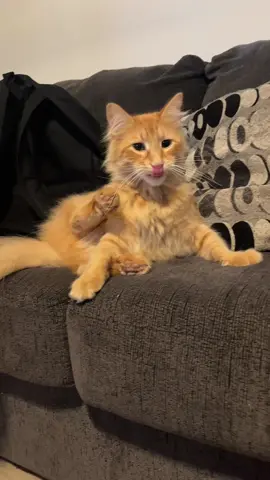 Shocked #fyp #catsoftiktok 