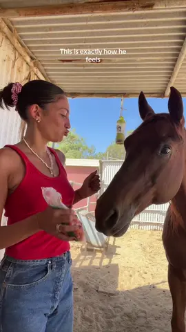 The things he hears me talk about #fyp #horsegirl 
