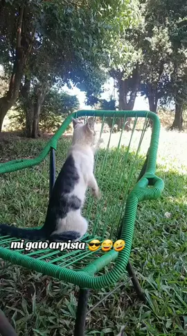 #Gato#Arpa#Arpista#Michi#Animal#Quicho#Mbarakaja#Paraguay#fyp#Viral#Parati 
