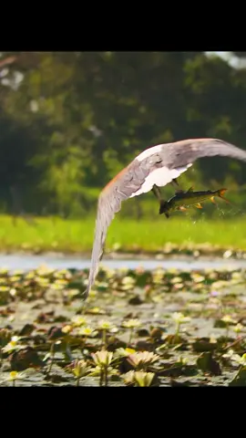 #tiktok #amazinganimalsworld #wildlife 