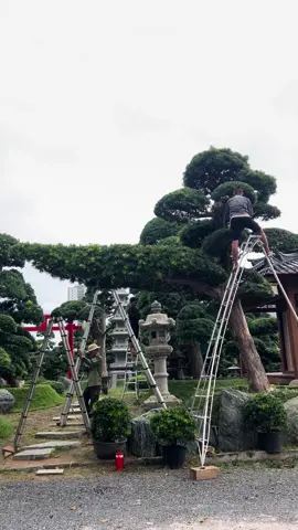 Cây đẹp cũng giống như người con gái vậy. Phải nâng niu cưng chiều thì mới có được ❤️ 