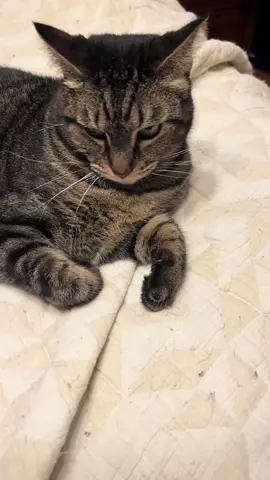 Daisy doesn’t like this message very much! #trump #harris #debate #debate2024 #catsoftiktok #cats #tabbiesoftiktok #meow 