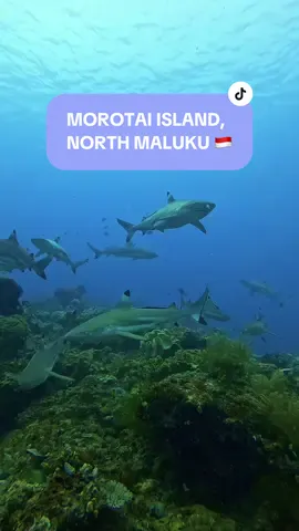 Minimal seumur hidup harus cobain diving bareng hiu di Morotai 🦈🫵🏼 #morotai #malukuutara 