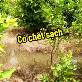 Diệt cỏ sinh học Thiên Lôi