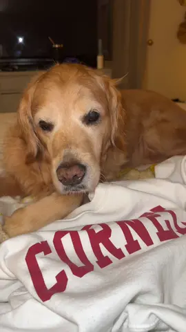 Blue, Klaus, & Violet encourage you to do your research before voting this November🩵🩵