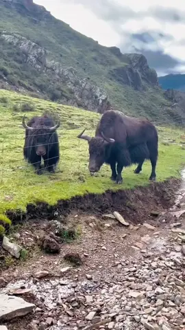 The yak on the plateau fights for dominance, and they're so strong that they push the other side straight away.  #viral #tiktok #fyppppppppppppppppppppppp #🦬 