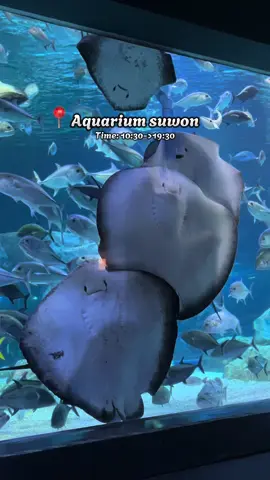 Thuỷ cung ở 수원🪼💙  Đi lâu lắm rồi. Tại lười nên giờ mới edit hihi #한국 #CapCut #수원 #aquarium #review 