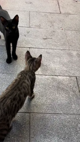 #tatlıkediler😂🐈🐈
