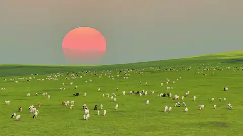 cả 1 bãi cừu#chill #travel #tourtrungquoc #xuhuongtiktok #xuhuong #foryoupage 