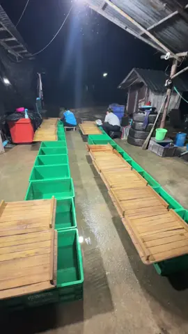 #ศุภโชติฟาร์ม #ฅนกําแพง #0947022833 #ลูกปลาช่อน 