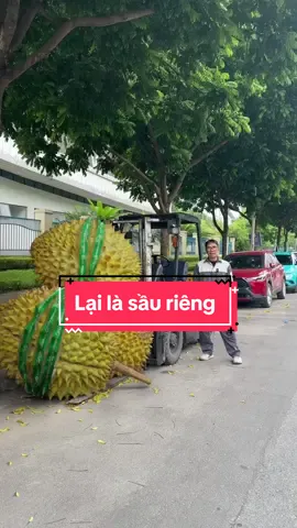 đi giao sầu riêng cho bác Long ở quận nhất đây, 5 tạ như này ăn thì hơi căng#durian #durianlover #saurieng #sauriengmientay #sauriengdaklak #traicay 