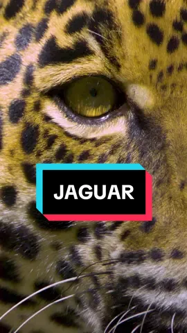 Ya esta disponible mi libro “De Psiquiatras y Chamanes”  #vida #sobriedad #abstinencia #sanacionespiritual #psicodelia #tierra #psicologia #psiquiatria #recuperacion 