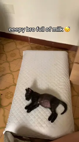 PIPPIIII #fypシ #neiperte #kittensoftiktok #fyp #kitty 