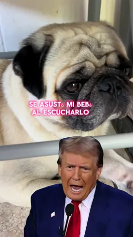 Esta asustado mi bebé, #dog #pug #pugs #perro #tiktokusa 