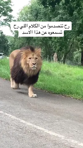 الأسد البربري: رمز القوة والعظمة يُعتبر الأسد البربري، المعروف أيضًا بأسد الأطلس، أحد الرموز القوية لعالم الحيوان في شمال إفريقيا. كان هذا النوع الفرعي من الأسود يعيش في المناطق الجبلية والغابات، خاصة في بلاد مثل المغرب والجزائر وتونس. وقد تميز أسد البربري بمظهره الفريد، حيث كان عمومًا أكبر حجمًا من نظرائه الأفريقية، ولديه ياقة مميزة تتسم باللون الداكن والكثافة. للأسف، يُعتبر أسد البربري منقرضًا في البرية. تعود الأسباب الرئيسية لهذا الانقراض إلى فقدان المواطن الطبيعية، والصيد الجائر، وانخفاض أعداد الفرائس. وقد تم تسجيل آخر مشاهدة معروف لهذا النوع في أوائل القرن العشرين، مما ترك فراغًا كبيرًا في التنوع البيولوجي للمنطقة. على الرغم من انقراضه في البرية، لا يزال هناك أمل في الحفاظ على نسل أسد البربري. بعض الأفراد الذين يُعتقد أنهم ينتمون إلى هذا النوع موجودون في الأسر، مما يتيح للعلماء والمربين فرصة العمل على الحفاظ على السلالة الوراثية. تسعى جهود الحفاظ إلى إعادة إدخال هذه الأسود إلى نطاقها التاريخي، مما قد يُعيد جزءًا من تراثها إلى الحياة. يتمتع الأسد البربري بأهمية ثقافية كبيرة، حيث كان رمزًا للقوة والعظمة في العديد من الثقافات المختلفة. لقد ظهر في الشعارات والأدب، مما يعكس مكانته كأحد أعظم الحيوانات المفترسة في التاريخ. خلاصة القول، يظل الأسد البربري رمزًا يستحق التقدير والاهتمام، وبفضل جهود الحفاظ، قد نتمكن يومًا ما من رؤية هذا الكائن الرائع مجددًا في بيئته الطبيعية. #تعلم_على_التيك_توك #السعودية 
