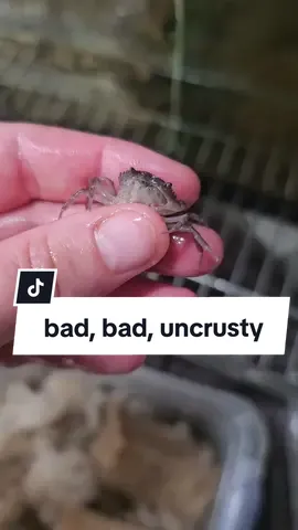 ESCAPEE UNCRUSTEE #uncrustablethecrab #lobsterrollthecrab #sandwichthecrab #sandwichcrumbs #thaidevilcrab #purplecrab #crabtok #crabsoftiktok #crab #crabs #KrabbyPatty #babycrab #purplethaidevilcrab #fyp #longervideos 