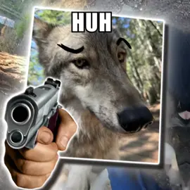 BOY HE GOT HIS WOLP 🗣️🔥 #wolpwednesday #wolf #wolves #edit #fyp #aftereffects
