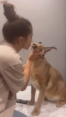 Ты пахнешь любовью 🤍 мой тигр #каракал #caracal #caracalcat #caracal #puma #animals 