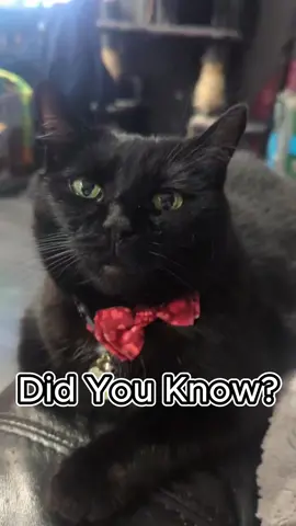 did you know?  #catvideos #cat #etsyshop #keychains #SmallBusiness #ilovemycatsomuch 
