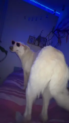 @aborundtynna #dog #ayla #dogs #dogdance #viral #fyp #sunglasses #seifenblasen #aborundtynna #dogge #cooldogstuff #cooldog #bro#fyp#funny#cool#cute# 