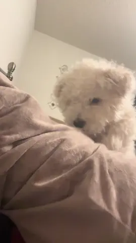 #trump #debate #dogs #bichon  they are eating to the dogs 