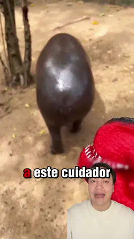 este cuidador del zoologico molesta a los hipos #viral