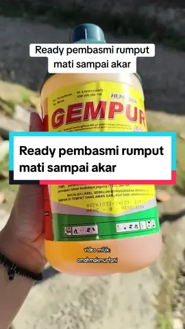 Obat rumput mati sampai akar #herbisida #obatrumput #obatrumputmatisampaiakar #promoguncang99 #wibgajian #omahmakmurtani #pembasmirumput 