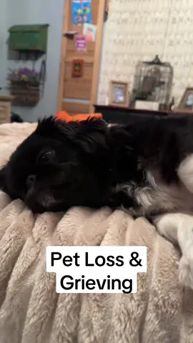 #petloss #petlossgrief #petlossgriefjourney #rainbowbridge #dogsrainbowbridge #dogtok #dogsoftiktok #fyp #foryoupage 