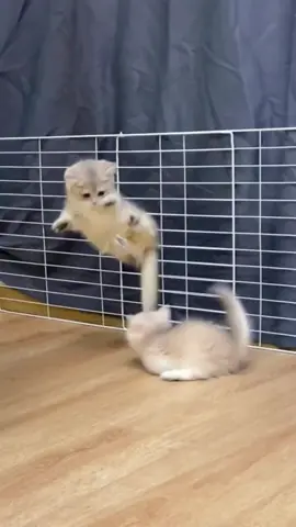 #cat #funnycat #cutecat #catsoftiktok 