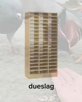 Måske ikke en helt almindelig dag i fugleland alligevel #dansktiktok #edit #🇩🇰 #dansk #danmark #due #fugleland originalvideo fra @wingedexperience4238