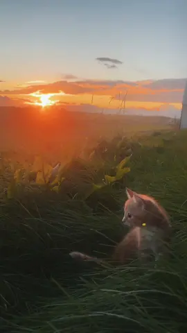 #sunset #nature #cute #fyp #catsoftiktok #viral #kitty 