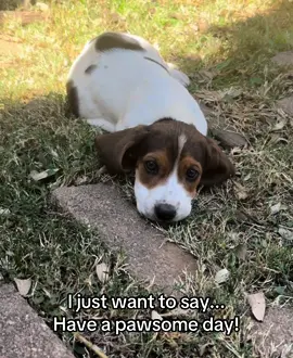Have a pawsome day, friends!  #BassetHound #basset #bassethoundsoftiktok #bassethoundpuppy #dogsoftiktok #dogpack #bassethoundpuppyoftiktok #PuppyLove 