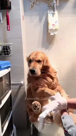 Dogs love cleanliness😜😜#foryou #funny #cute #funnyvideos #tiktok #dog #funnydog 