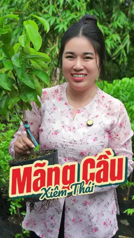 Trái mãng cầu xiêm thái to như thế nào??? #huyenlinhgarden #vuacaygionghuyenlinh