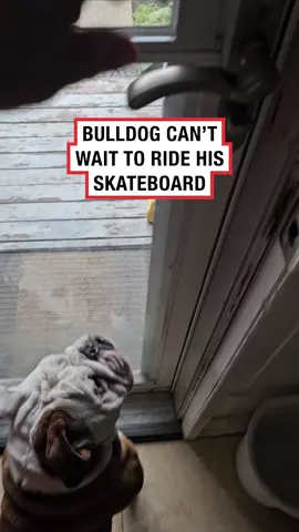 I’m more impressed with how he got down the steps 😳😅 (🎥: Viralhog) #bulldog #dog #skateboard #skateboardingdog