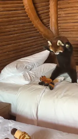 Come on, duel⚔️! I'm not a coward.😎😎😎#fy #fyp #trending #cute #adorable #redpanda #Love 
