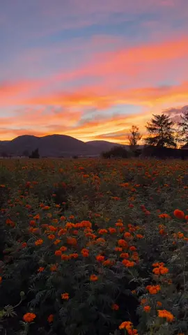 #flordecempasuchil #michoacan #copandarodegaleana #diademuertos 