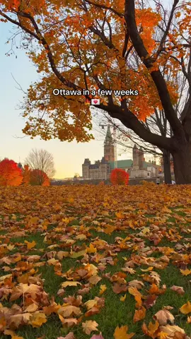 SAVE these dates 🍂🍁⬇️  See the city come to life with vibrant fall colours in just a few weeks 🍁 I’m predicting colours earlier this year so SAVE this post and I will up date it with colour status along the way ☺️ Colours will be at their best early to mid-October! Generally colours are at their best early to mid October but you can already see some of the colours starting to come in ☺️  Expect Colours September 20-October 17th. Based on the last few years here is when I think peak colours will be around:  🍁 Downtown: October 5-15 🍁 Greenbelt: October 1-10 🍁 Gatineau Park: October 5-15  Its a quick season so plan a fun adventure around this time like brunch and a fall walk ☺️  #ottawa #downtownottawa #ottawaontario #ontariofall #ontario #ottawalife #autumnvibes 