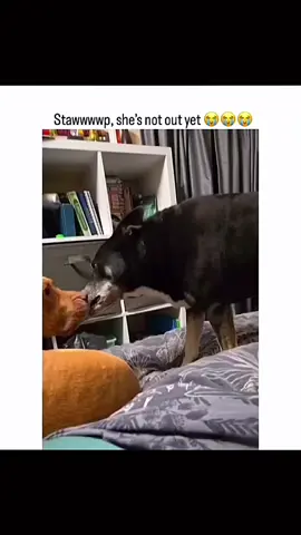 Funny dogs compilation #funnydog #funnypet #cutedog #dogsoftiktok #doglover #dog 