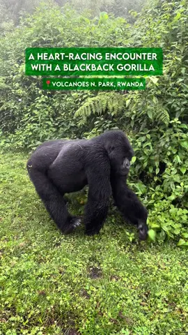 In this unforgettable wildlife encounter, a blackback gorilla strolls right past me in the heart of Volcanoes National Park, Rwanda.  This awe-inspiring experience showcases the incredible beauty and grace of these magnificent creatures in their natural habitat. Want to embark on your own gorilla trekking adventure? Click the link bio to inquire about booking your Rwanda safari. #GorillaTrekking #VolcanosNationalPark #RwandaSafari #WildlifeEncounter #TravelAdventure