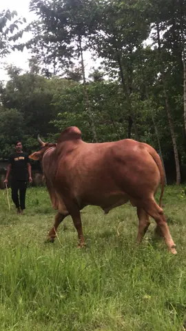 Steel 9 #bdtiktokofficial #foryoupage #fypシ゚viral #biswanath 