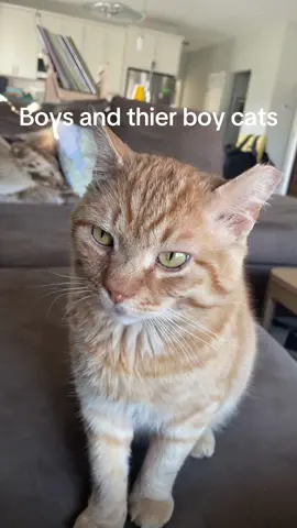 #childlesscatlady #catsoftiktok #PetsOfTikTok 