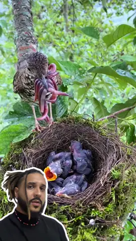 Os pássaros comem o COCÔ dos filhotes? 🤔🐦 . . . #animaisnotiktok #bichos #biologia #ciência #curiosidades #agoravocesabe #aprendanotiktok