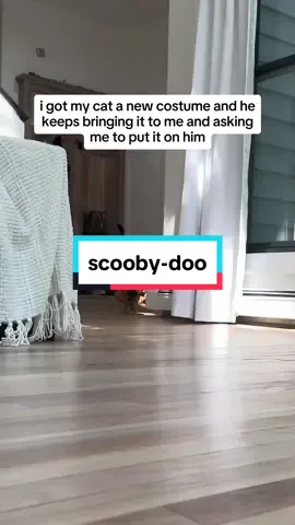 do they sell a cat-sized mystery machine?