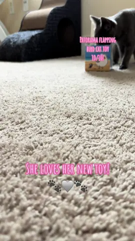 Nissa’s pollito!                                    #patorama #cats #cattoys #happykid #kitten #kittensoftiktok #pet #furbaby #pets #gatitos #gato #animalsoftiktok #animalitos #mascotas #fy #fyp #parati 