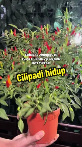 Nak makan tinggal petik je #cili #cilipadi #pokoklada #cilihidup #pokokhidup #tanamanviral #pokokhiasan #racuntiktok #masukberandafyp 